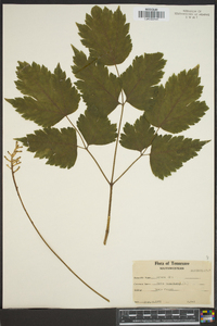 Actaea alba image