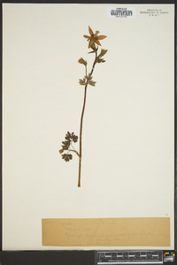 Aquilegia formosa image