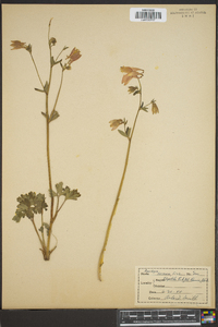 Aquilegia formosa image