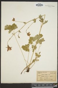 Aquilegia truncata image