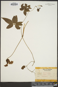 Clematis crispa image