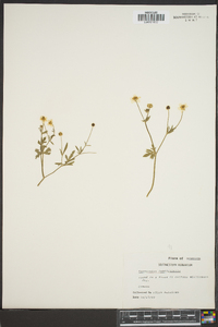 Ranunculus fascicularis image