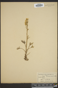 Delphinium carolinianum image