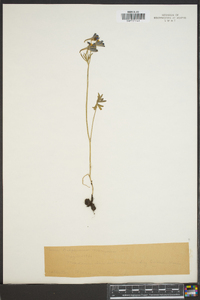 Delphinium menziesii image