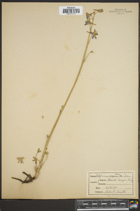 Delphinium scaposum image