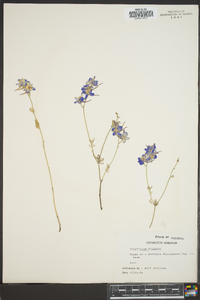 Delphinium tricorne image