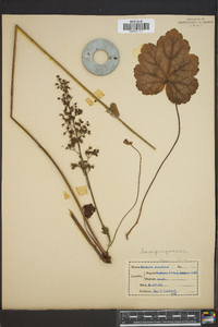 Heuchera americana image