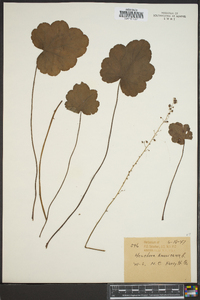 Heuchera americana image