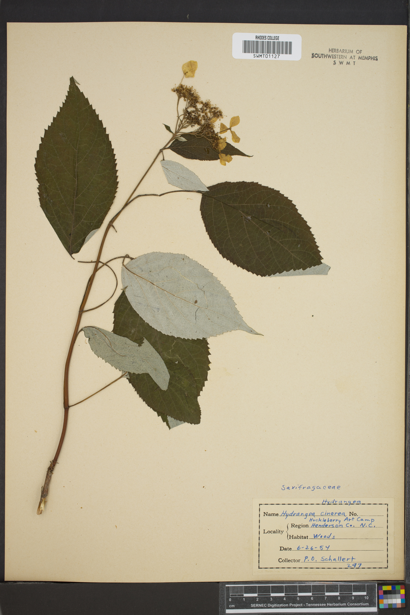 Hydrangea cinerea image