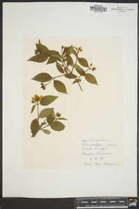 Philadelphus inodorus image