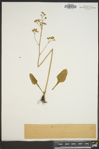 Saxifraga fragosa image