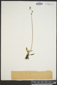 Saxifraga integrifolia image