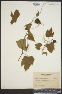 Vitis vulpina image