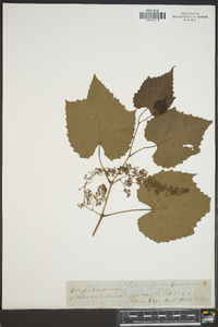 Vitis riparia image