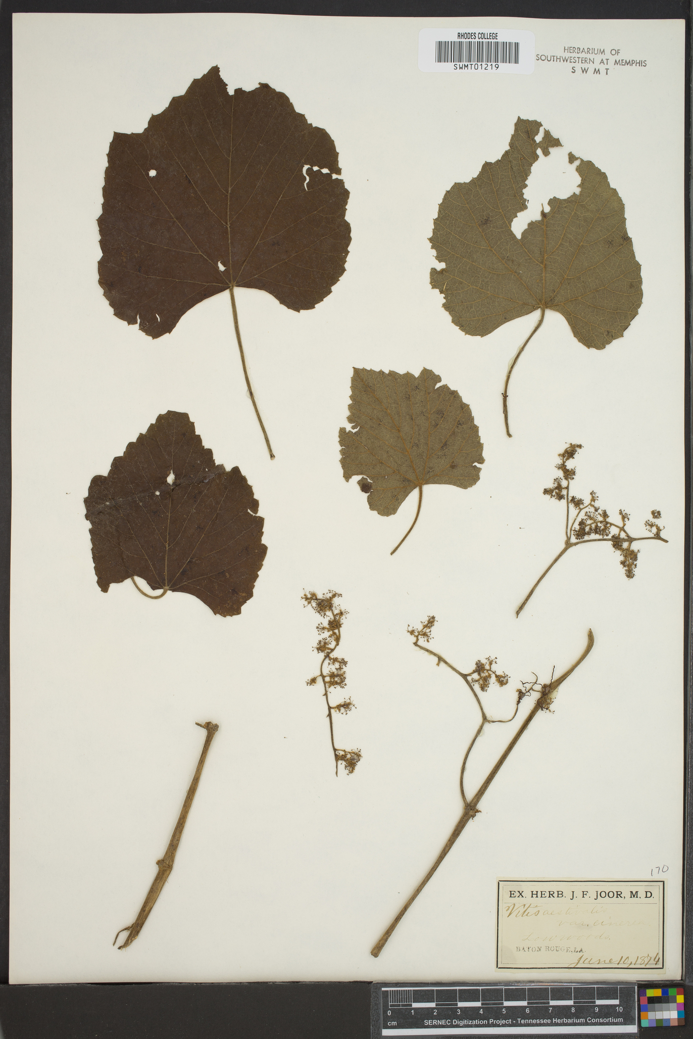 Vitis aestivalis var. cinerea image