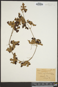 Vitis rufotomentosa image