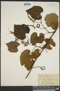 Vitis cinerea image