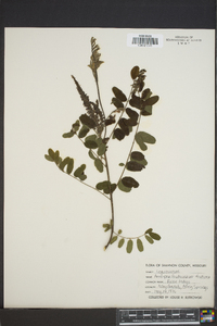 Amorpha fruticosa var. fruticosa image