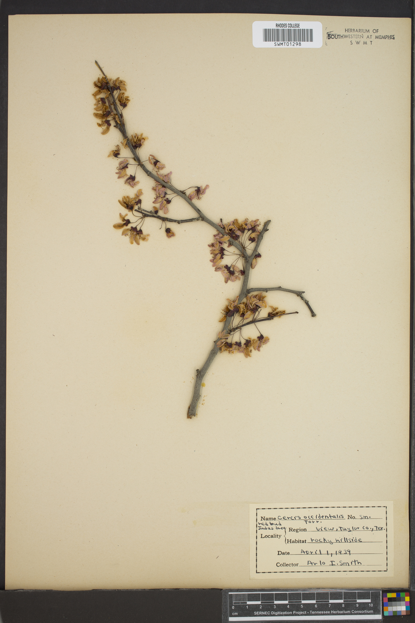 Cercis occidentalis image