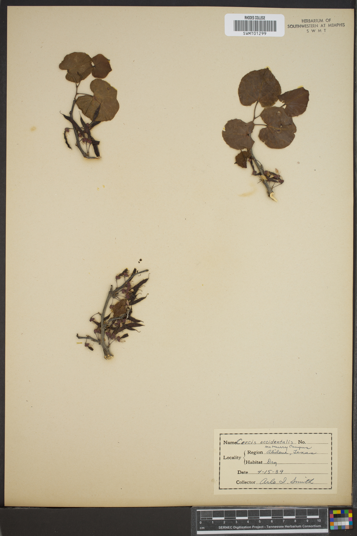 Cercis occidentalis image