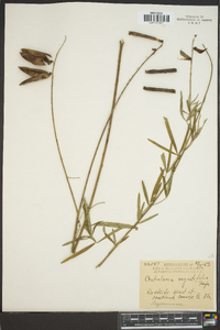 Crotalaria angustifolia image
