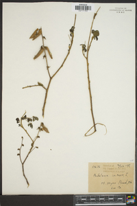 Crotalaria incana image