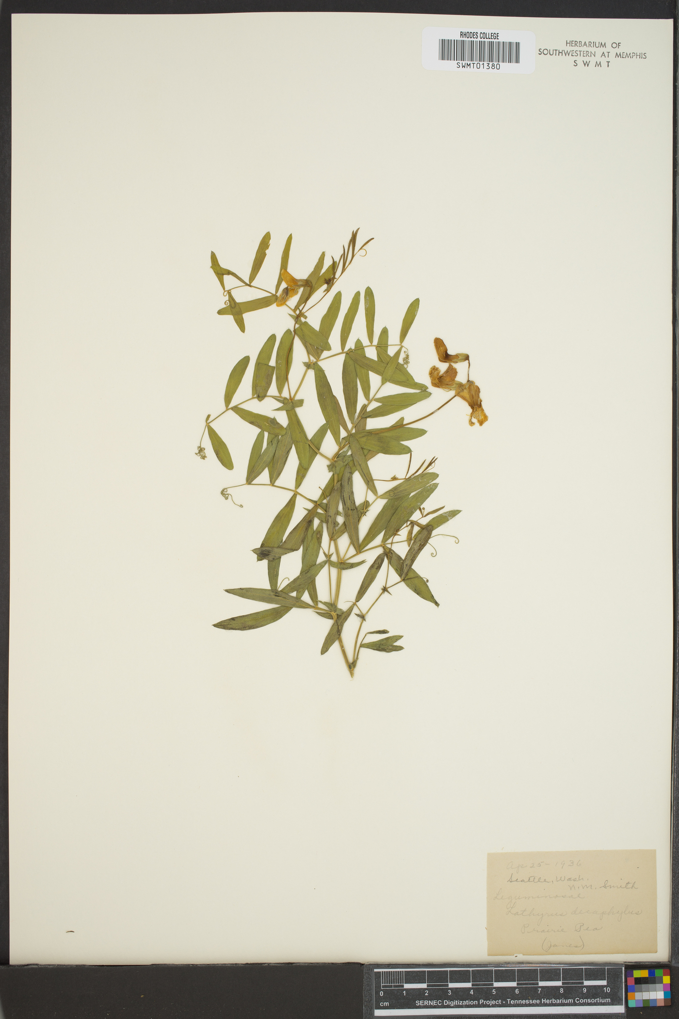 Lathyrus decaphyllus image