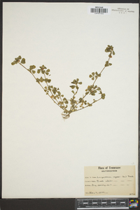 Lespedeza repens image