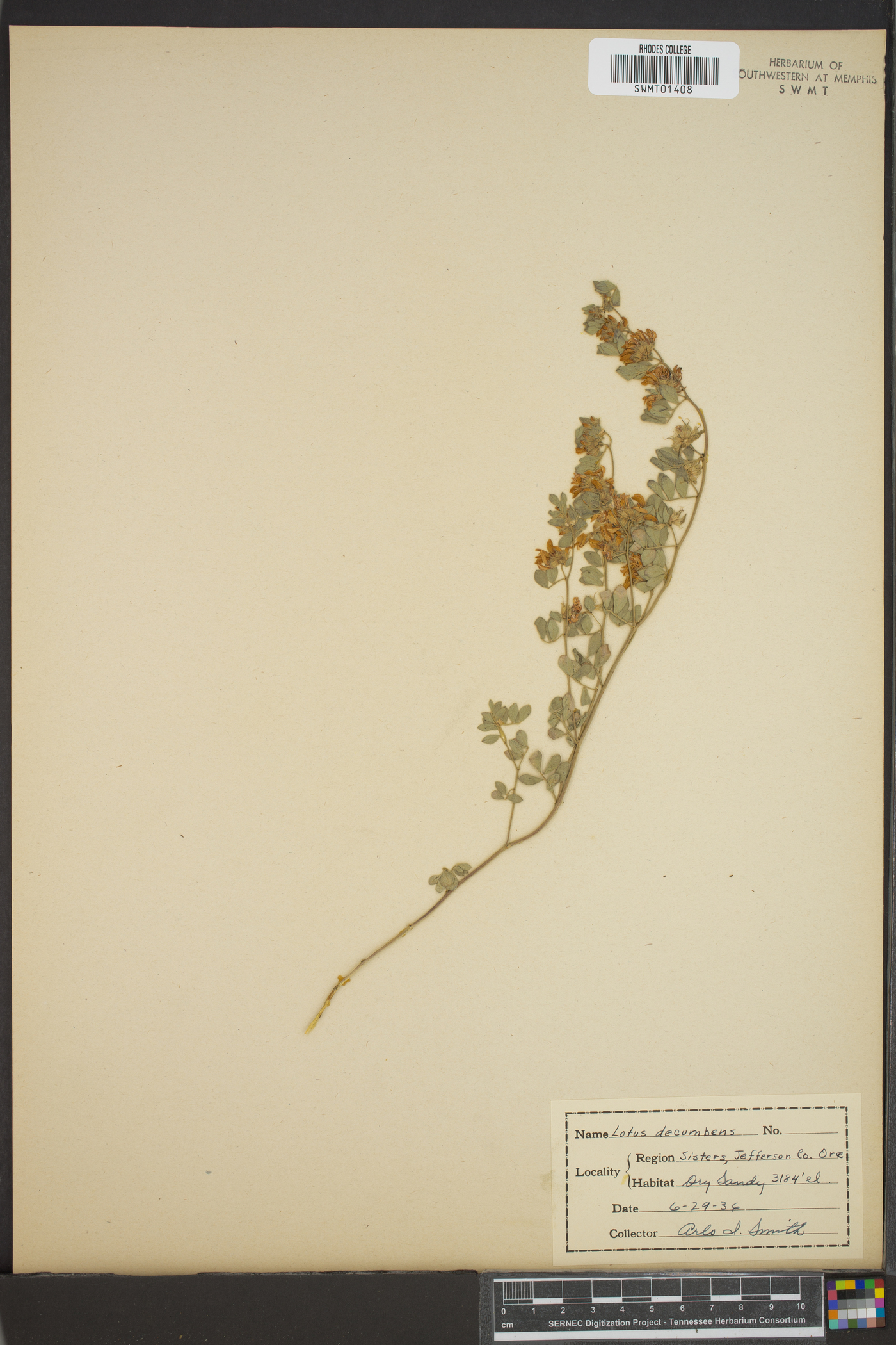 Lotus decumbens image