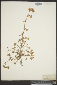Medicago maculata image