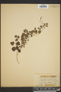 Rhynchosia cinerea image