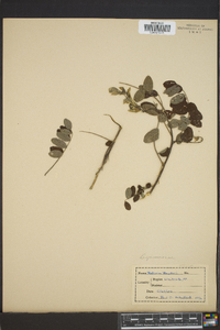 Robinia boyntonii image