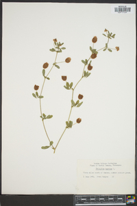 Trifolium aureum image