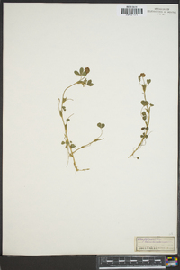 Trifolium carolinianum image