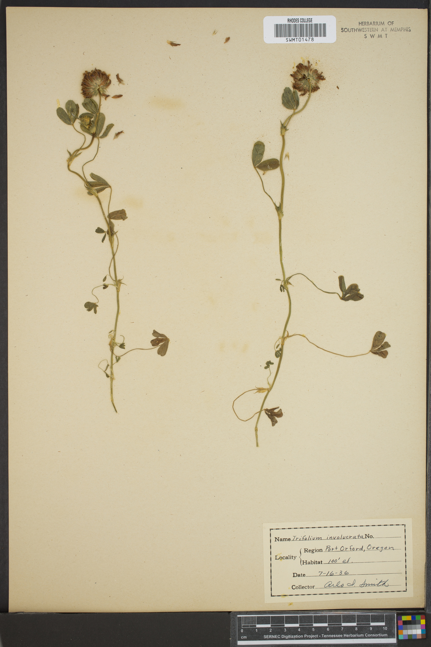 Trifolium involucratum image