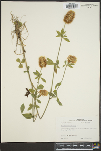 Trifolium vesiculosum image