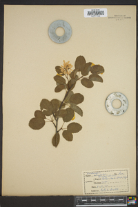 Amelanchier alnifolia image