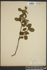 Amelanchier florida image