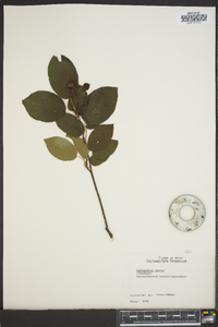 Amelanchier laevis image