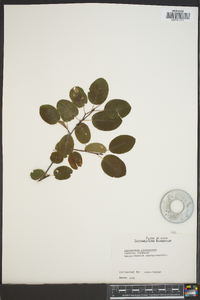 Amelanchier stolonifera image