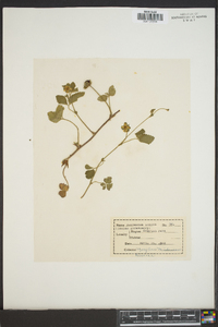 Potentilla indica image