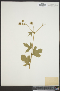 Geum macrophyllum image