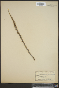 Kunzia tridentata image