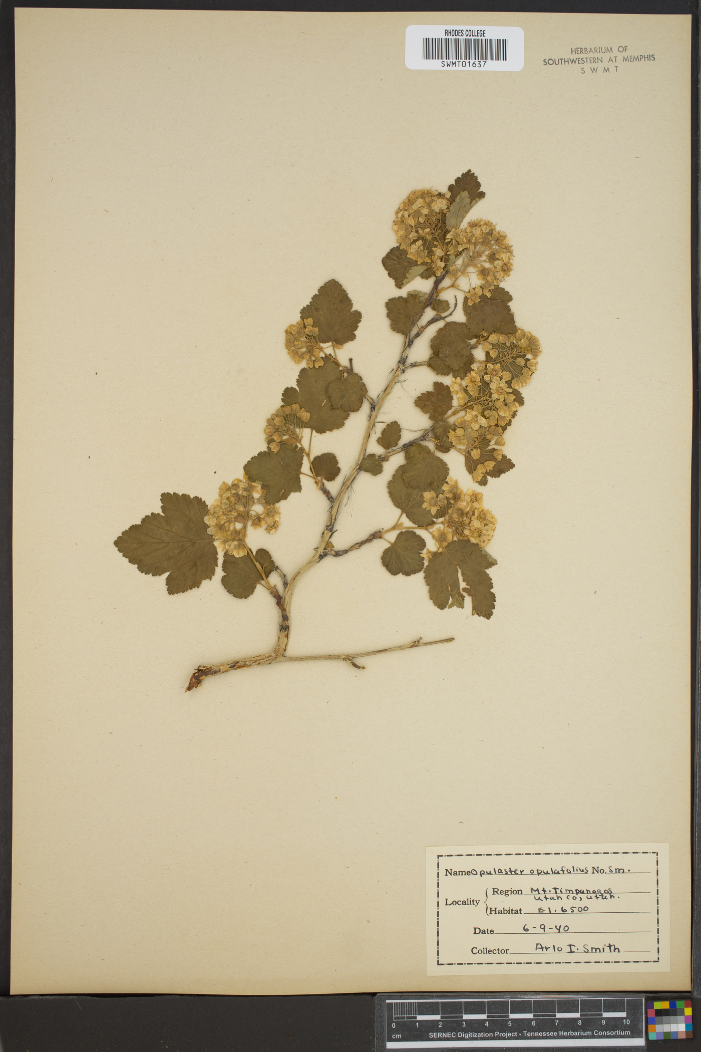 Opulaster opulifolius image
