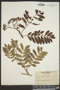 Pyrus americana image