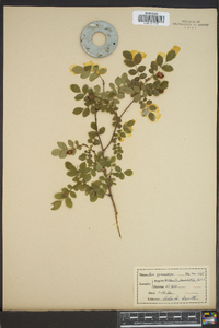 Rosa gymnocarpa image