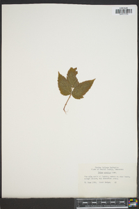 Rubus argutus image