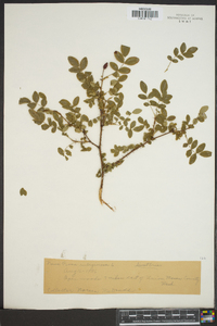 Rosa rubiginosa image