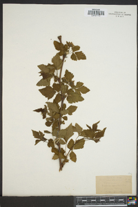 Rubus spectabilis image