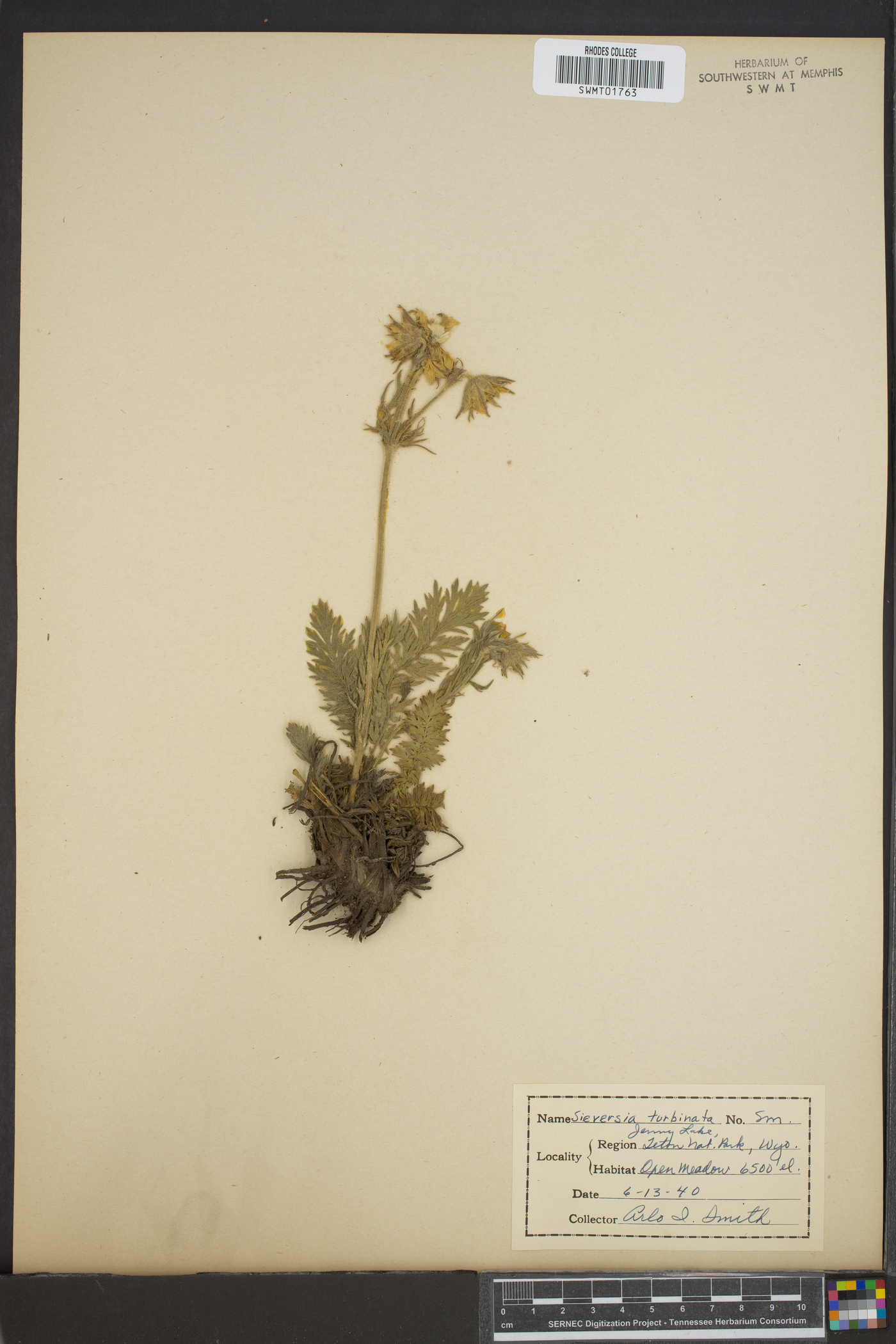 Sieversia image
